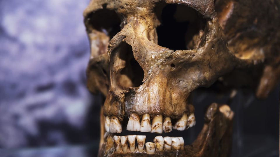 45 000 let stará lebka přinesla nová odhalení vztahů neandrtálce a Homo Sapiens